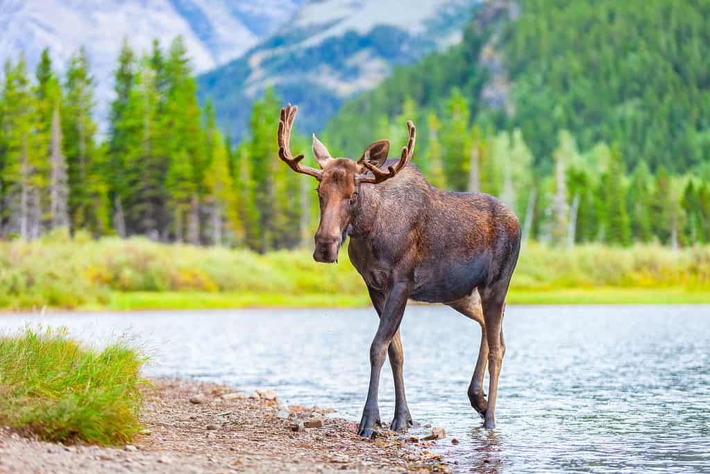 Un giovane alce maschio con corna che si alimenta in un lago nel Glacier National Park, Montana, USA