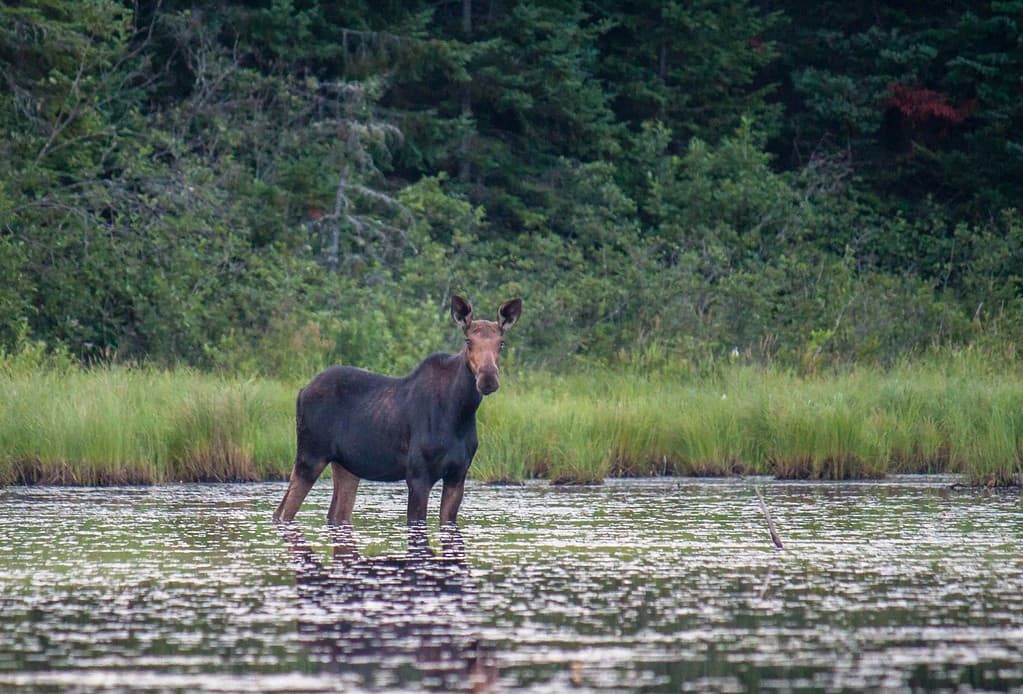 Una femmina di alce si trova nell'acqua fino alle ginocchia nel Green River Reservoir State Park nel Vermont. È circondata da erbacce da stagno e sullo sfondo ci sono alberi.