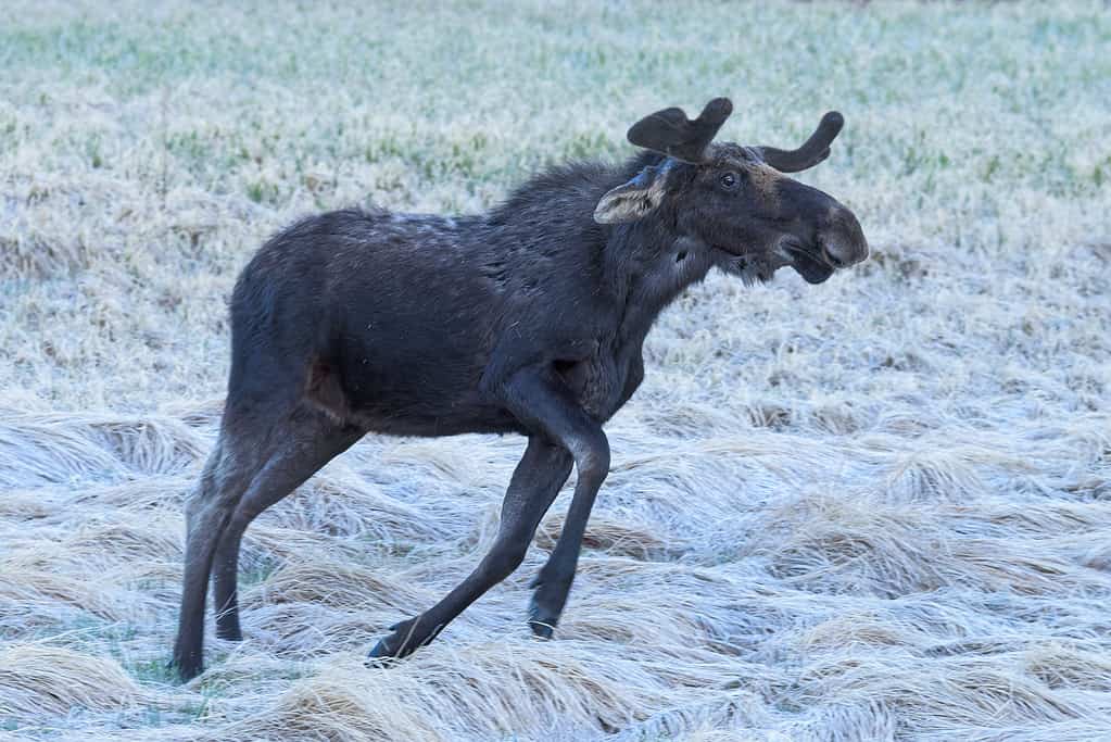 Shiras Moose nelle Montagne Rocciose del Colorado. Giovane toro arrabbiato che balla alla luce prima dell'alba