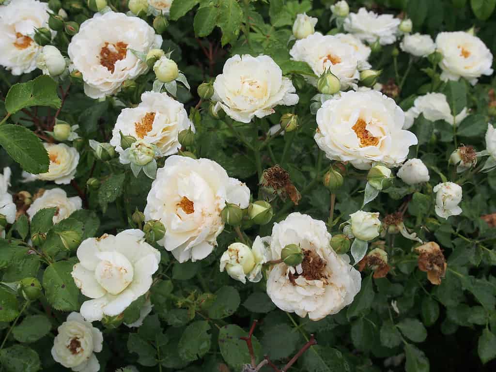 sono rose resistenti ai cervi