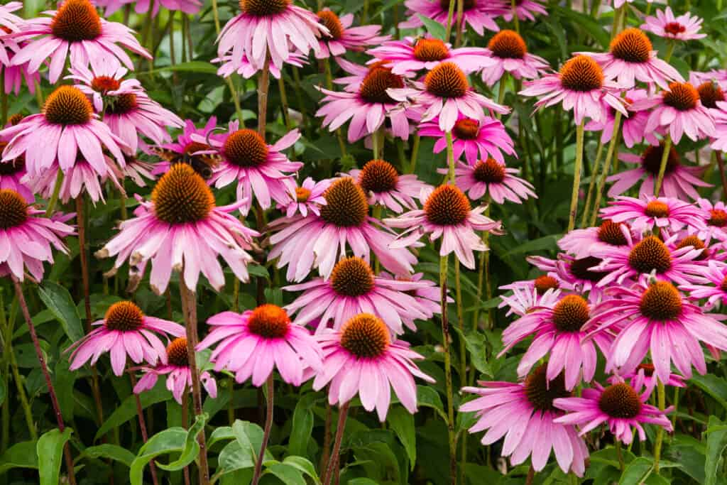 Campo di coneflowers viola