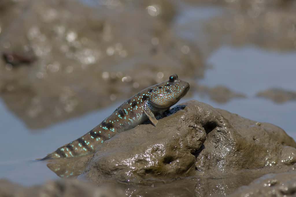 Boleophthalmus boddarti, pesce saltafango a macchie blu.