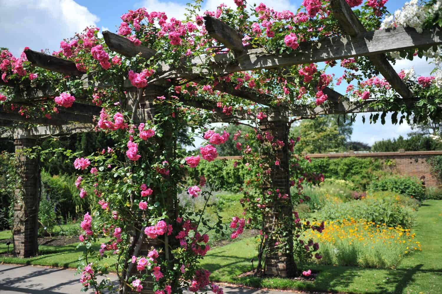 20 viti che producono splendidi fiori rosa

