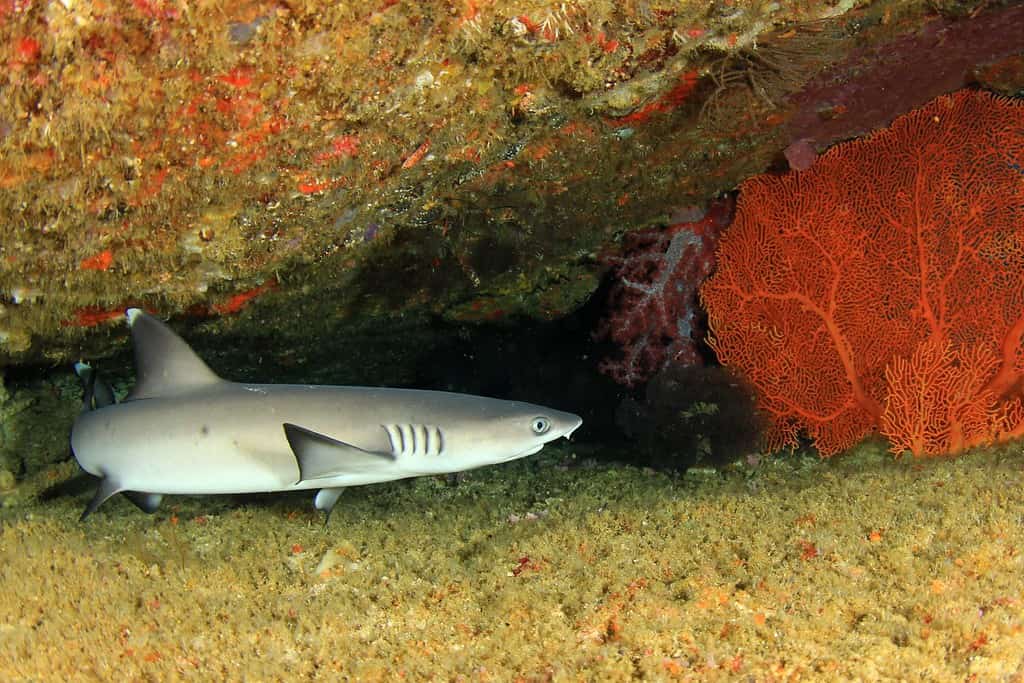 Squalo pinna bianca del reef