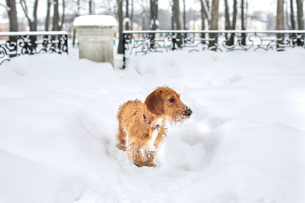 Piccolo Bassotto A Pelo Duro Marrone Su Una Passeggiata Invernale. Un cane si trova in un parco innevato