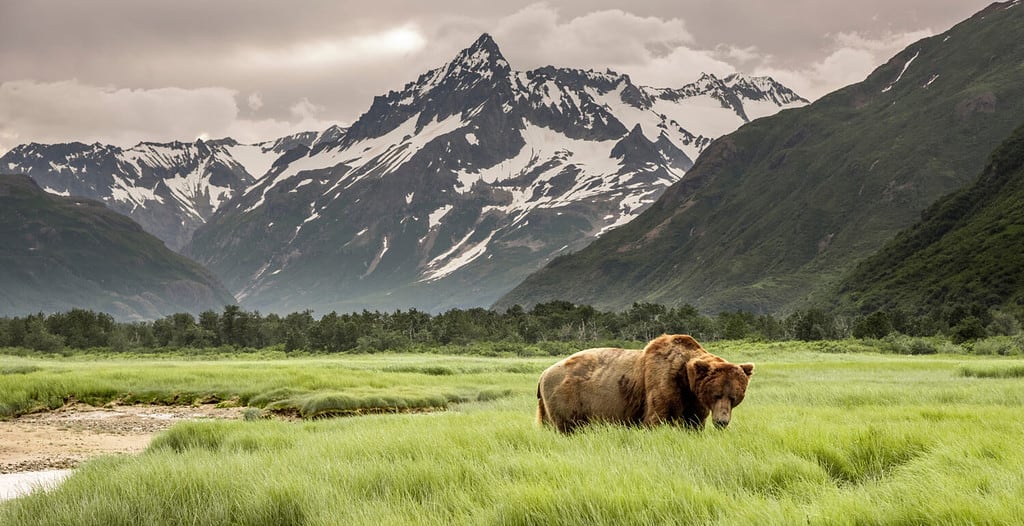 Orso grizzly delle coste dell'Alaska.