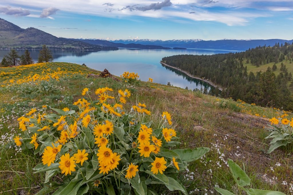 Fiori selvatici di balsamroot Arrowleaf in primavera sul Wild Horse Island State Park vicino a Dayton, Montana, USA