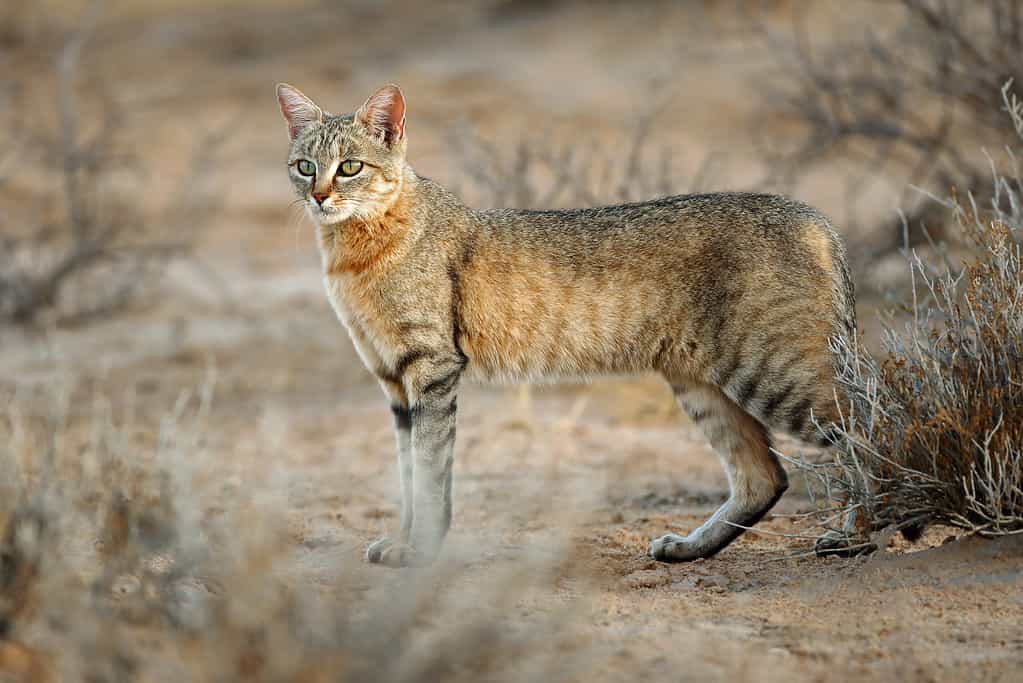 Gatto selvatico africano