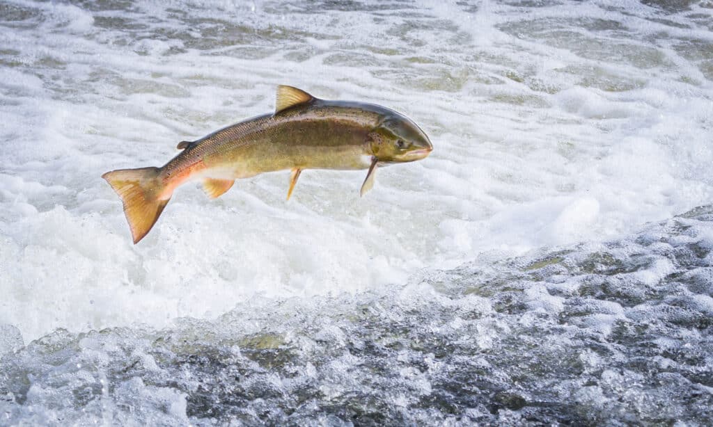 Un salmone atlantico risale la corrente per raggiungere i luoghi di deposizione delle uova