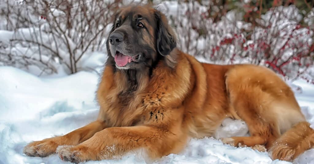 Leonberger sdraiato nella neve