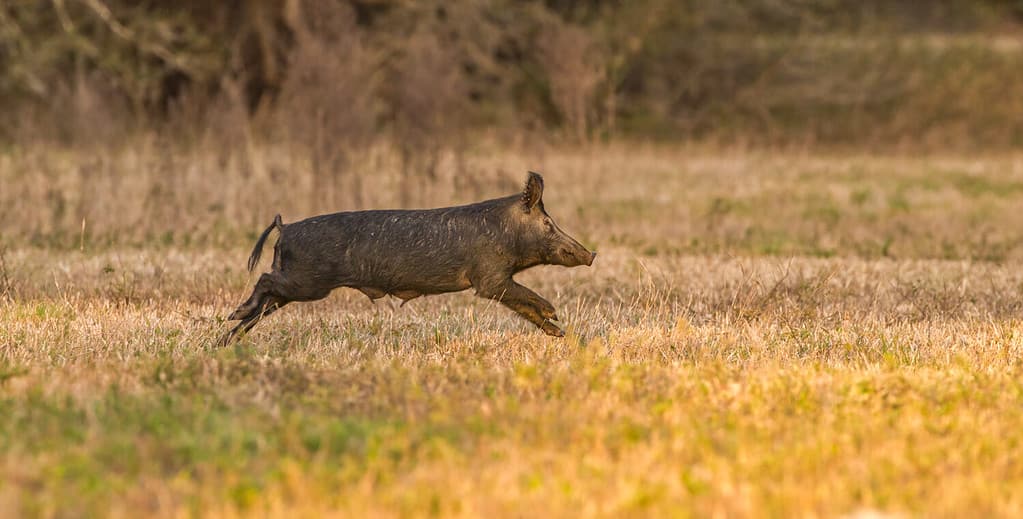 grande maiale selvatico, maiale o scrofa suina (sus scrofa) che corre in un campo aperto nella Florida centrale, nella luce gialla serale, sfondo di erba secca, animale fastidioso, distruttivo, madre apparente