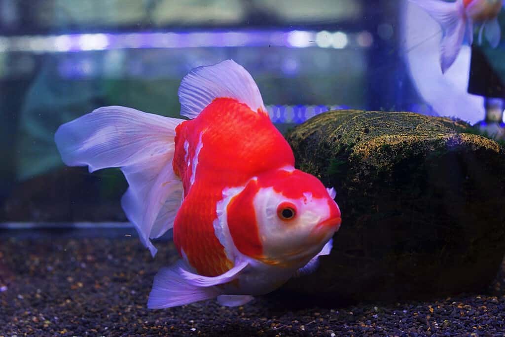 Pesce rosso Tamasaba rosso e bianco dal Giappone