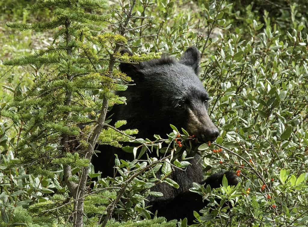 Orso nero che mangia bacche in preparazione all'inverno.
