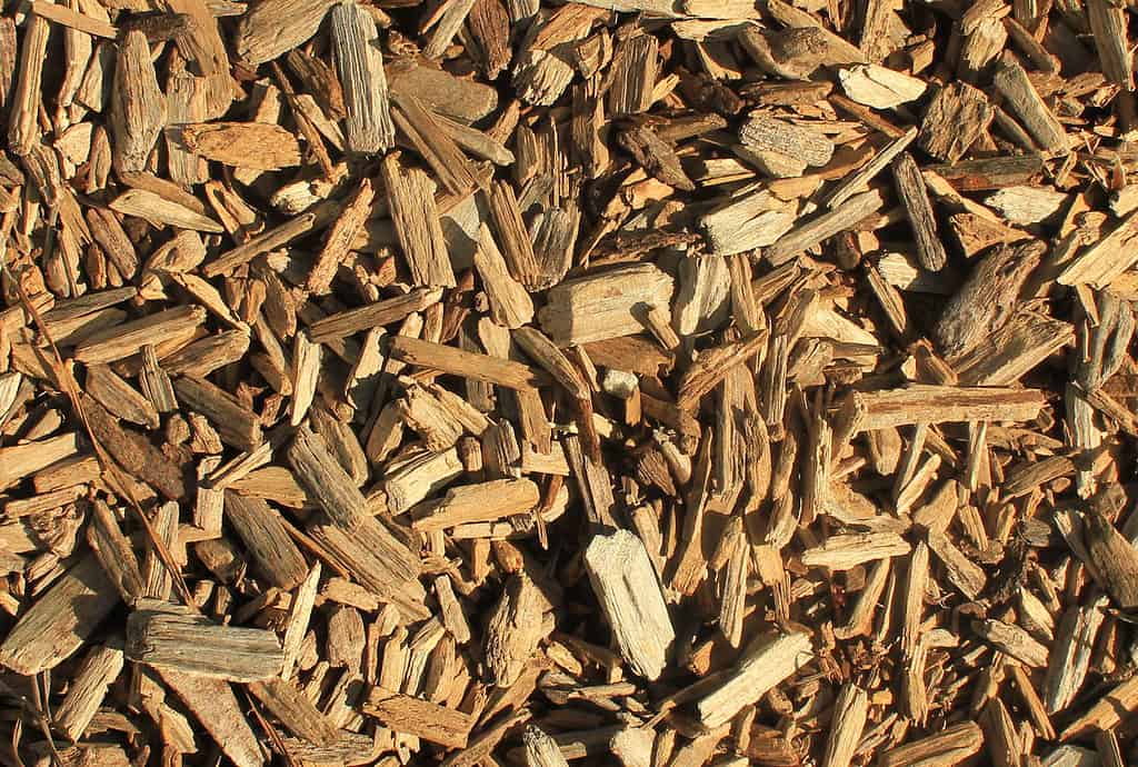 pacciamatura con trucioli di legno