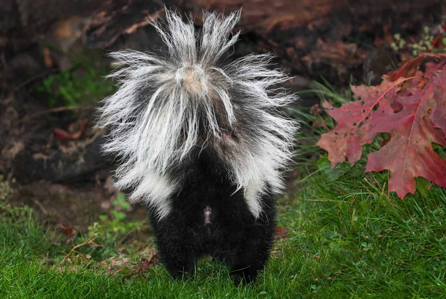 Skunk striato (Mephitis mephitis) posteriore - animale in cattività