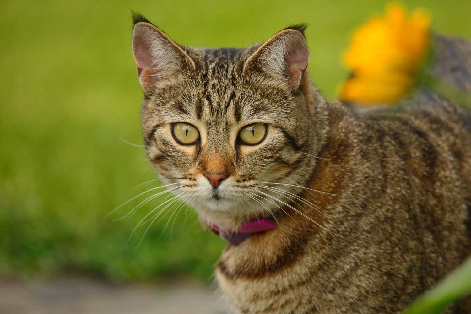 Caccia al gatto Pixie Bob nel villaggio