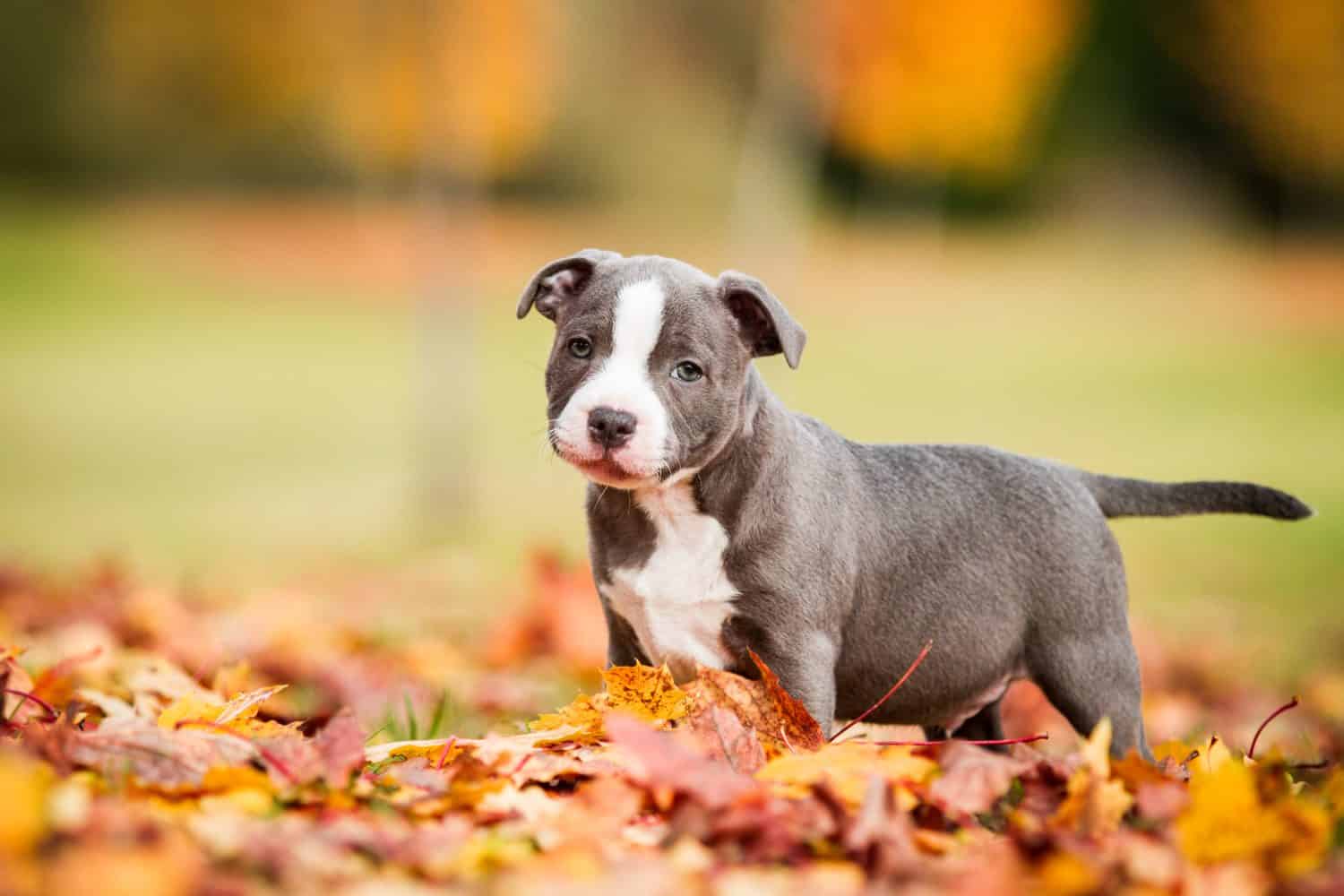 Staffordshire bull terrier, pezzato blu
