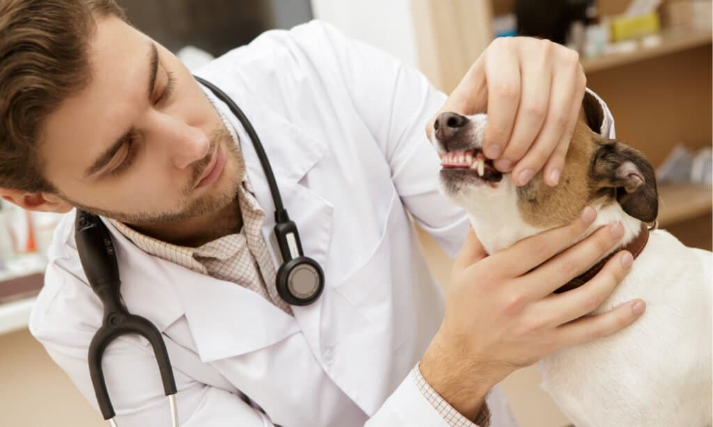 Le migliori compagnie assicurative per animali domestici