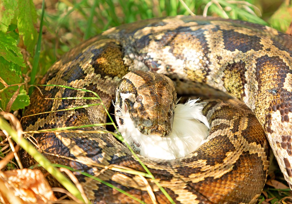 Python mangia il pollo