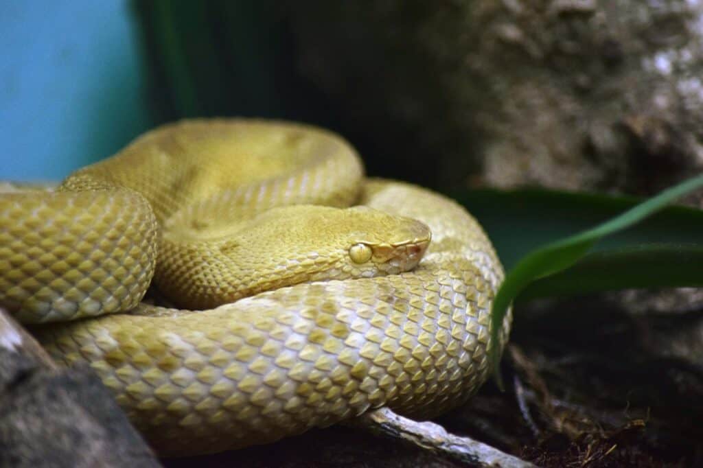 Salvare vite umane con il veleno: scopri 6 medicinali a base di veleno di serpente
