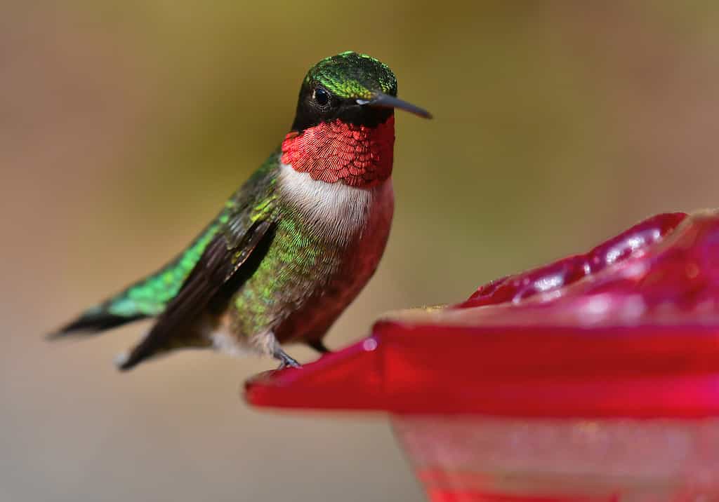 Colibrì dalla gola rubino all'alimentatore del cortile