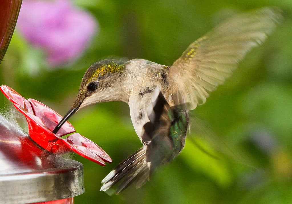 Colibrì Femmina Rubino-gola All'alimentatore