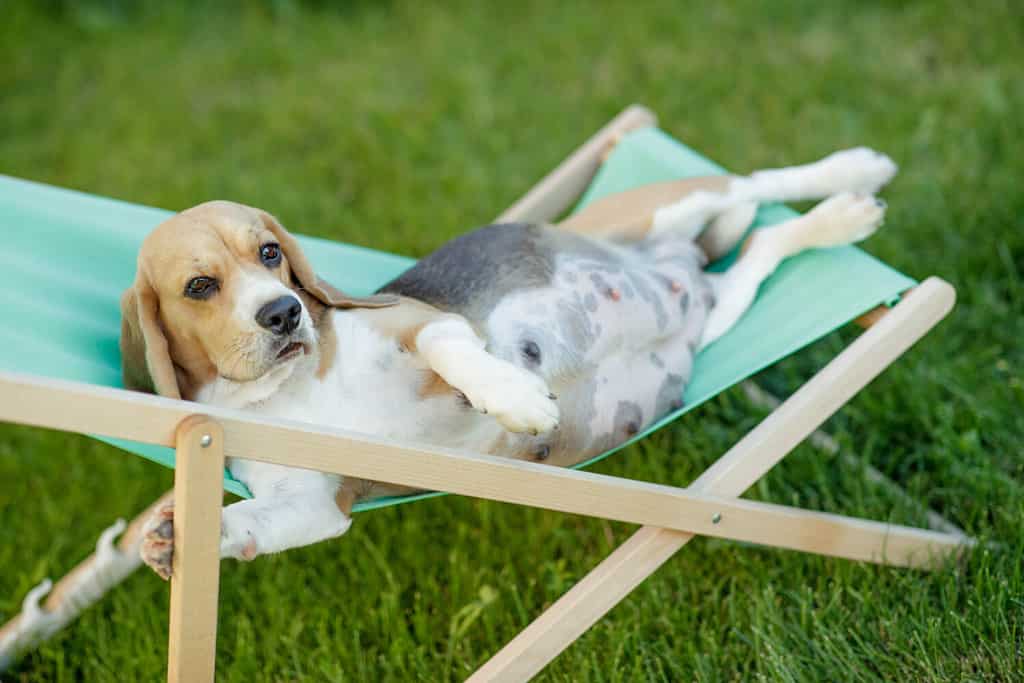 Bellissima cagnolina incinta