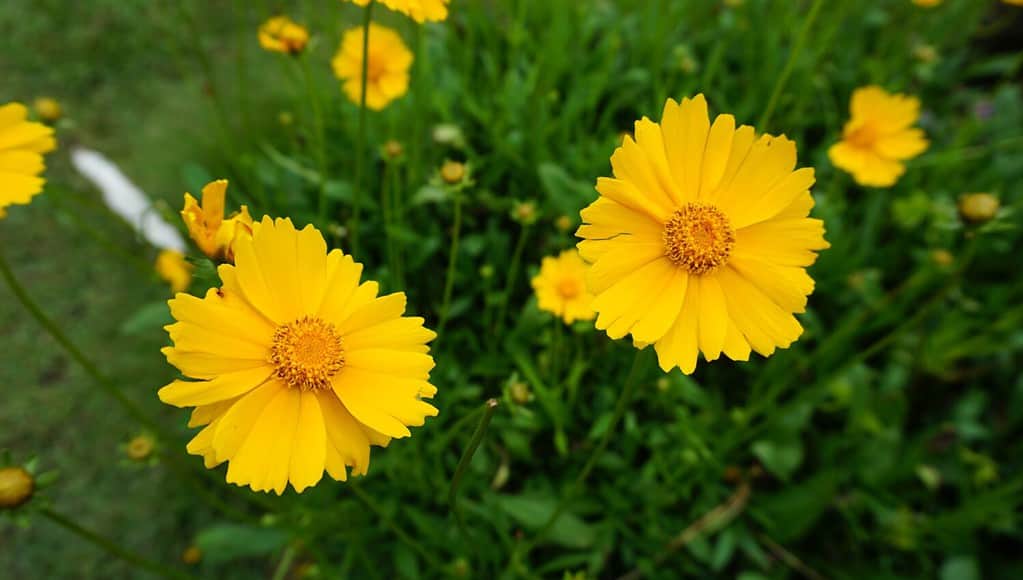 La coreopsis lanceolata a foglia lancia è una specie di semi di zecca nordamericano
