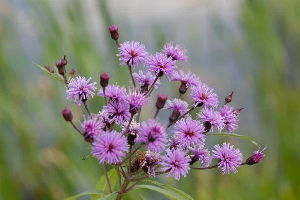 Vernonia noveboracensis significa Ironweed di New York