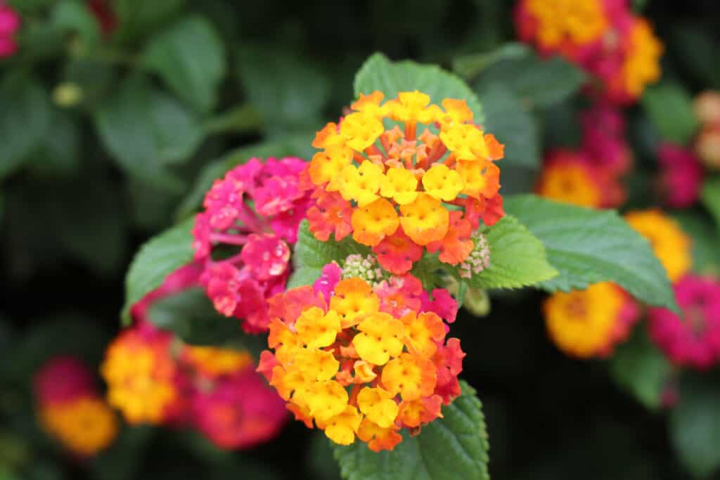 Vivace lantana bicolore in rosa, giallo e arancione
