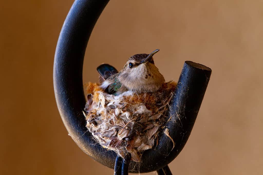 Il gancio per appendere la fioriera da patio è la base di partenza per la femmina del colibrì e il piccolo nido nel concetto di civiltà e natura