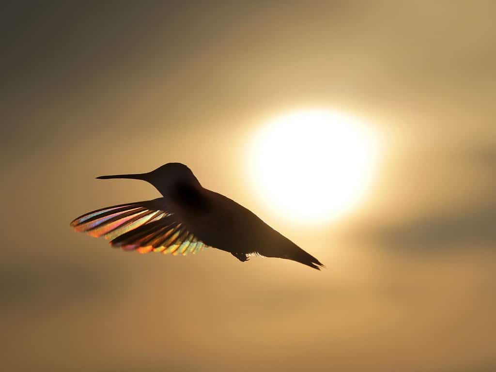 Hummer arcobaleno in volo - Fotografia di un colibrì dalla gola rubino in volo che si staglia contro il sole al tramonto e il cielo dorato. La luce del sole mostra colori iridescenti nelle piume.