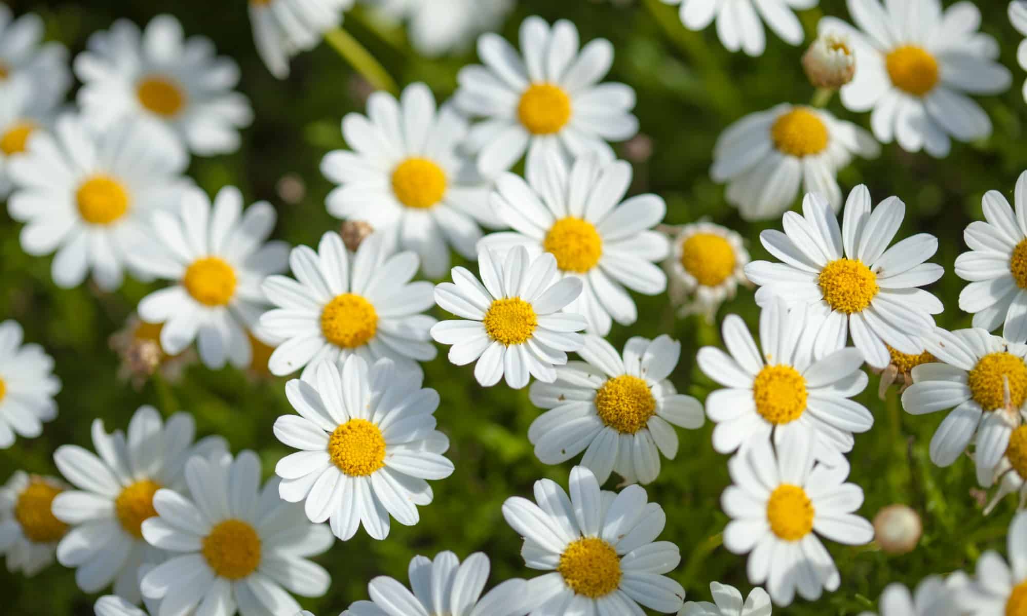 Fiori di nascita di aprile: simbolismo e significato delle margherite e dei piselli dolci
