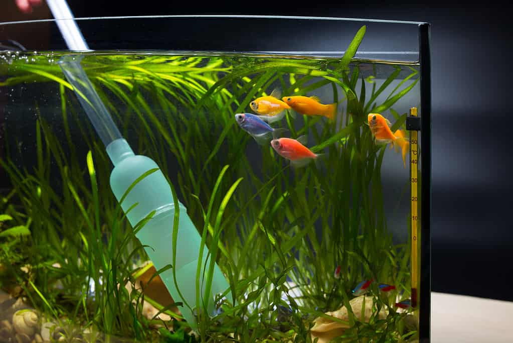 Pompa dell'acqua Aruarium. Pulitore per ghiaia per acquario. Cambiare l'acqua nell'acquario