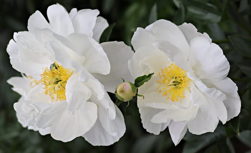 PEONIA MISS AMERICA. Bellissime peonie bianche nel giardino.
