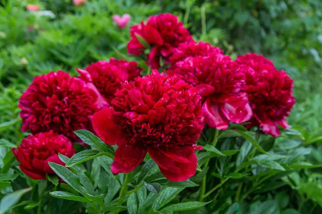 Red Peony albiflora x Paeonia officinalis 'Red Charm' nel giardino, foto macro