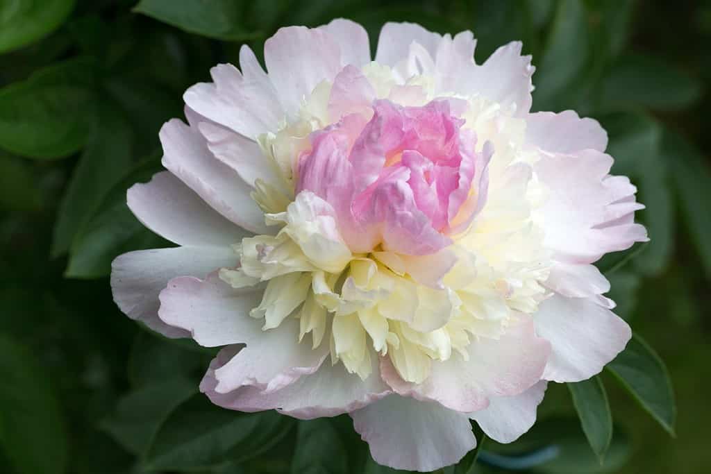 Testa di fiore di peonia rosa crema morbida da vicino in giardino con foglie verdi in giornata di sole. lat. Paeonia lactiflora gelato al lampone
