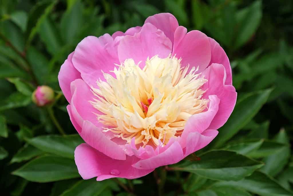Paeonia lactiflora 'Ciotola di bellezza' in fiore.
