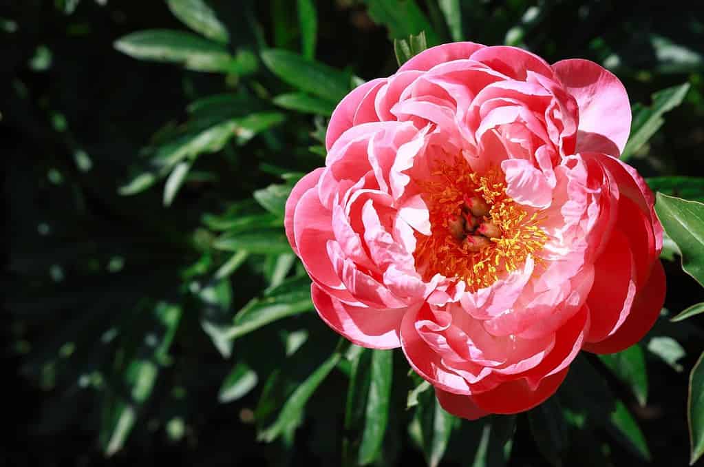 Peonia ibrida di corallo in fiore "CORAL CHARM" nel giardino primaverile