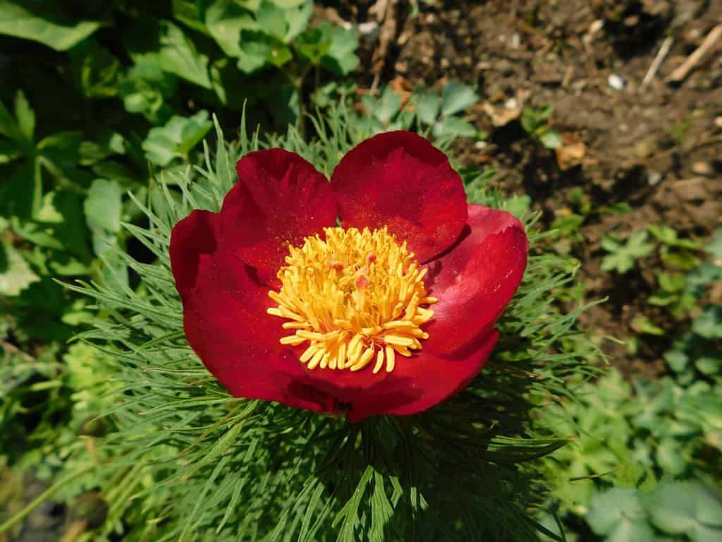 Peonia foglia di felce (Paeonia tenuifolia), fiore rosso scuro con stami gialli