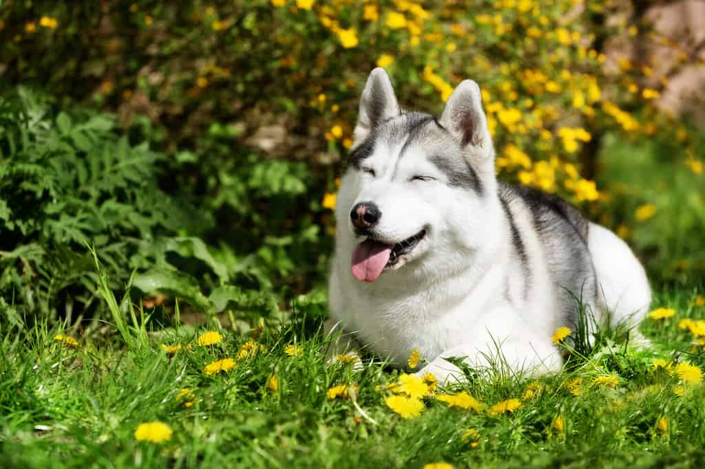 Una femmina matura incinta del husky siberiano è sdraiata sull'erba verde vicino ai fiori gialli. Ci sono alcuni denti di leone intorno a lei. Una cagna ha il pelo grigio e bianco, i suoi occhi sono chiusi.
