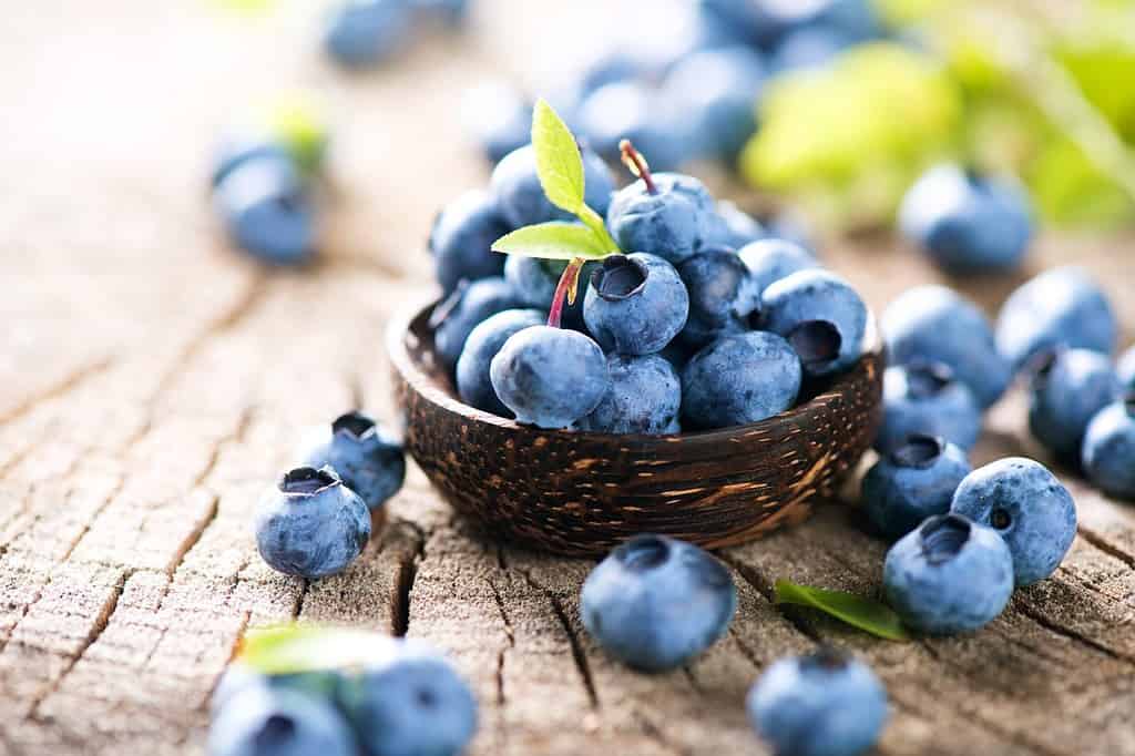 Mirtilli appena raccolti in una ciotola di legno. Mirtilli succosi e freschi con foglie verdi sul tavolo rustico. Mirtillo su fondo di legno. Antiossidante del mirtillo. Concetto per un'alimentazione e una nutrizione sane
