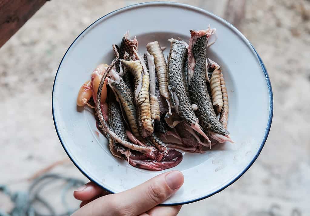 Pezzi di carne di serpente fresca dopo averla tagliata con un coltello affilato, prepararla per cucinare la carne di serpente.