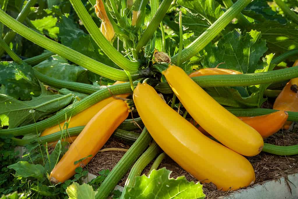 Pianta di zucca con fiori, zucchine gialle in giardino, verdure biologiche. Pianta di zucchina (Cucurbita pepo) con frutti gialli che crescono nel letto del giardino all'aperto