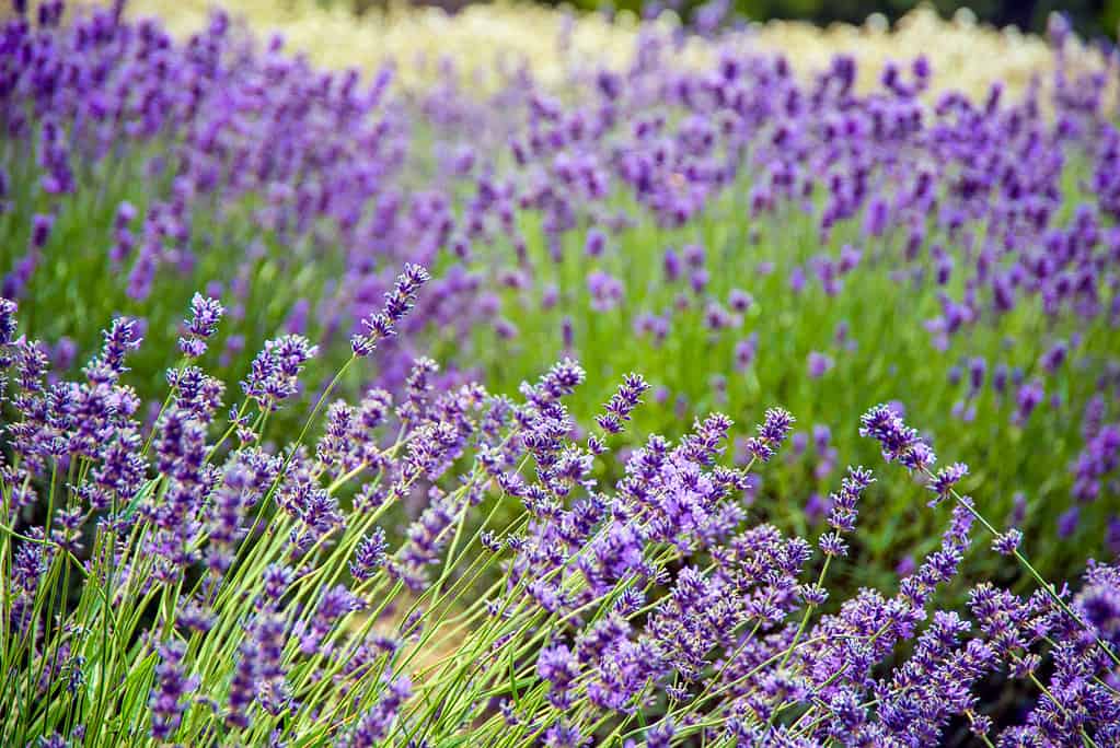 Isole Atlantiche, Isole Canarie, Capo Verde, Europa, Erba