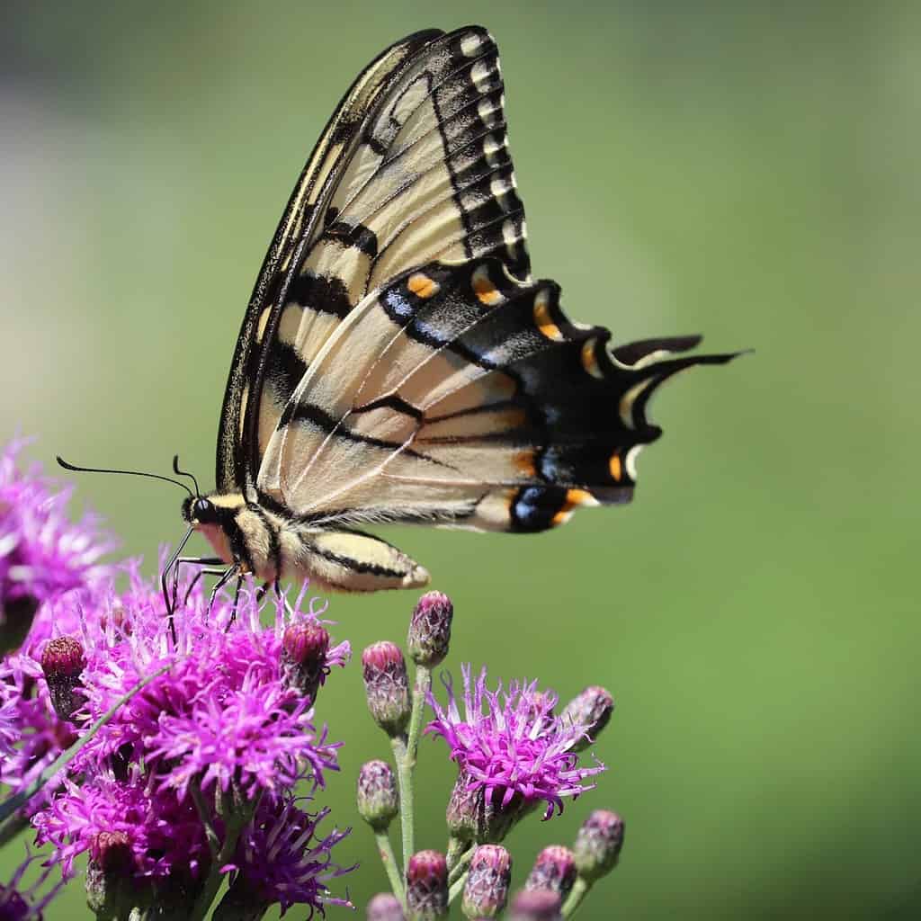 Coda di rondine della tigre orientale (Papilio glaucus) sorseggiando nettare sul fiore selvatico di ironweed (Vernonia fasciculata) nel giardino settentrionale del New Jersey estate luglio 2019
