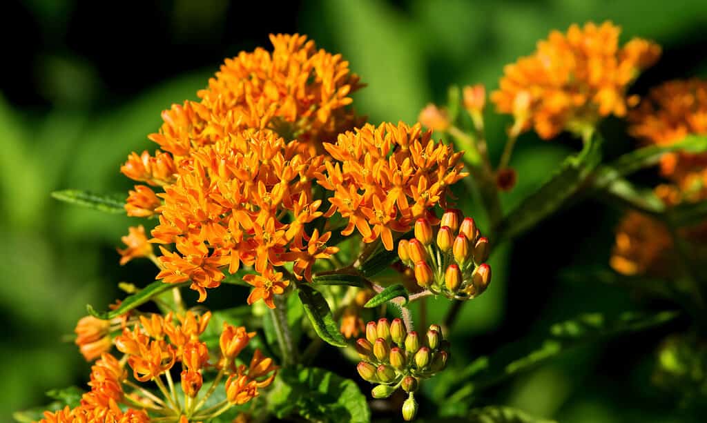 Erbaccia di farfalla, Farfalla - Insetto, Asclepiade, Colore arancione, Pianta autoctona