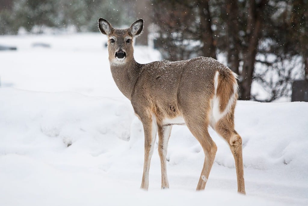 Un cervo selvatico in un parco in una fredda giornata invernale a Fargo, North Dakota, Stati Uniti