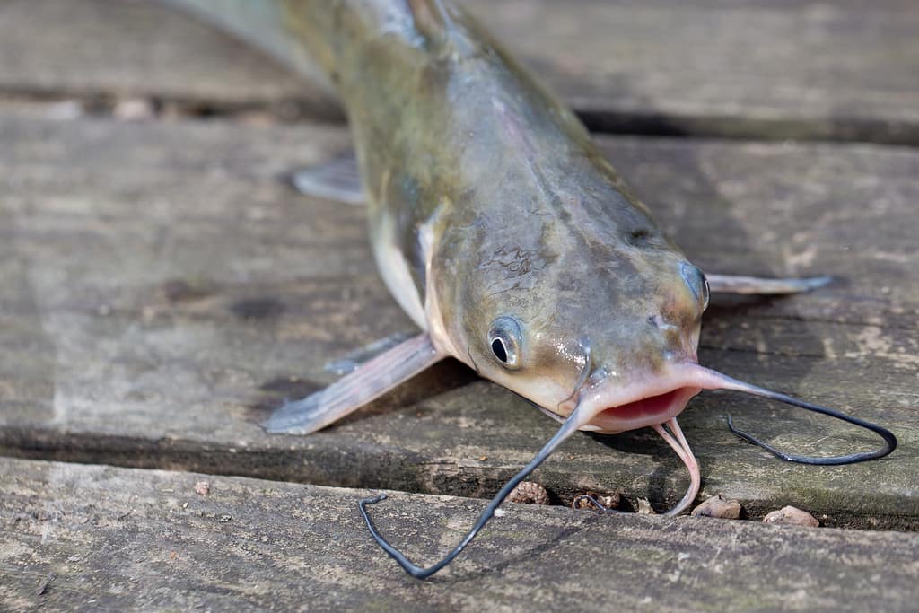 Pesce gatto del canale