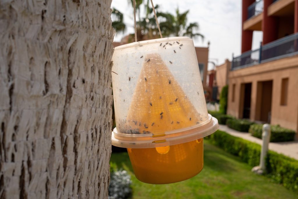 trappola per insetti come zanzare e mosche nella località meridionale